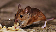 24 Hour & Emergency Exterminators in Foxton, CO